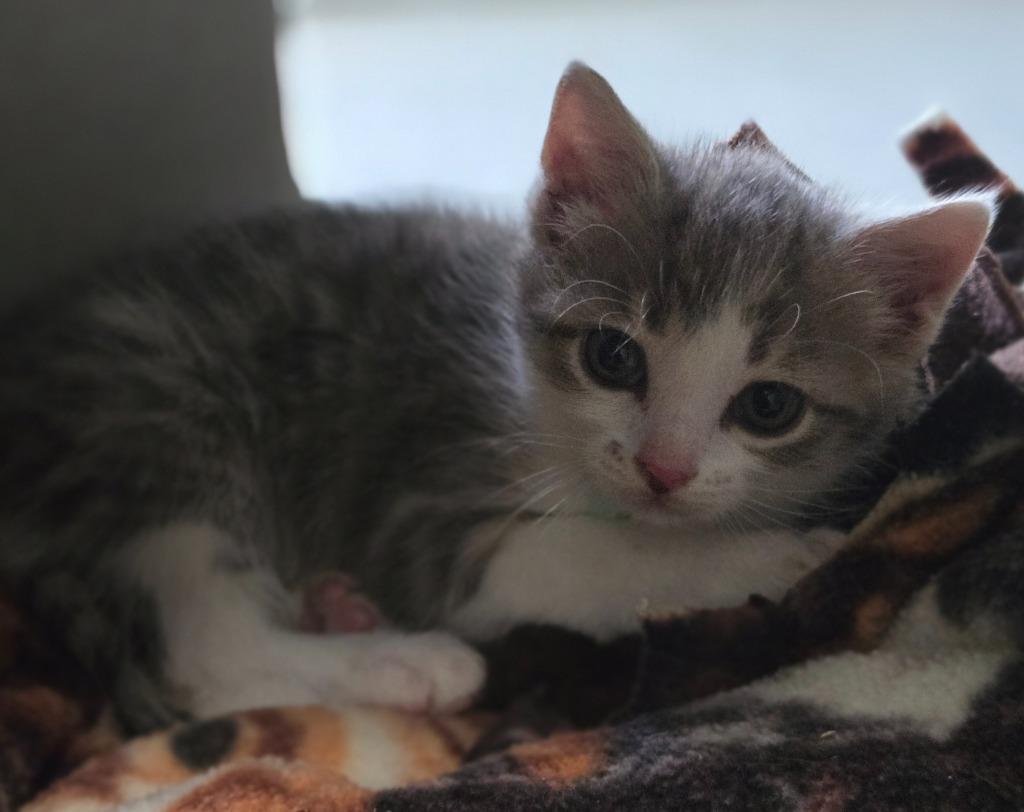 Quinta, Adoptable, Kitten Female Domestic Short Hair.