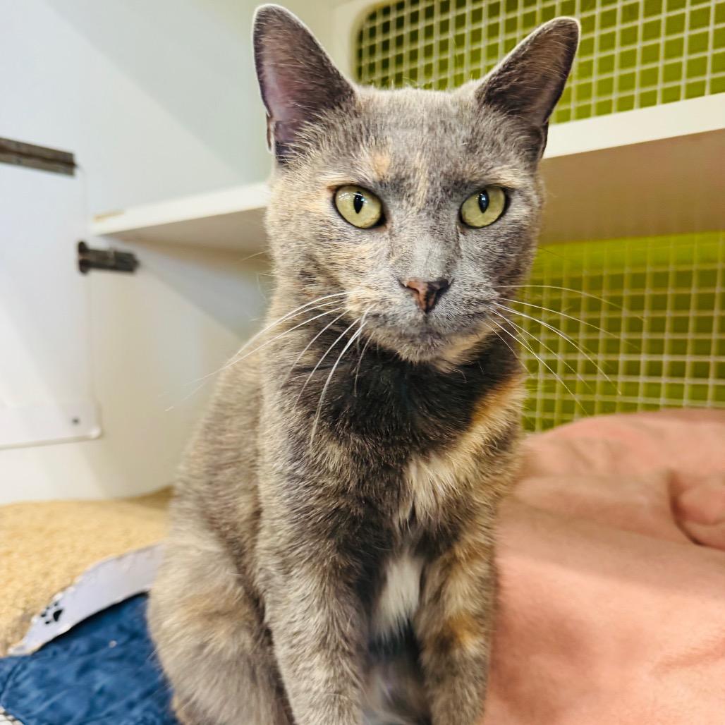 Enlarge Belize, a Adoptable Domestic Short Hair in La Grange, KY image 1/5