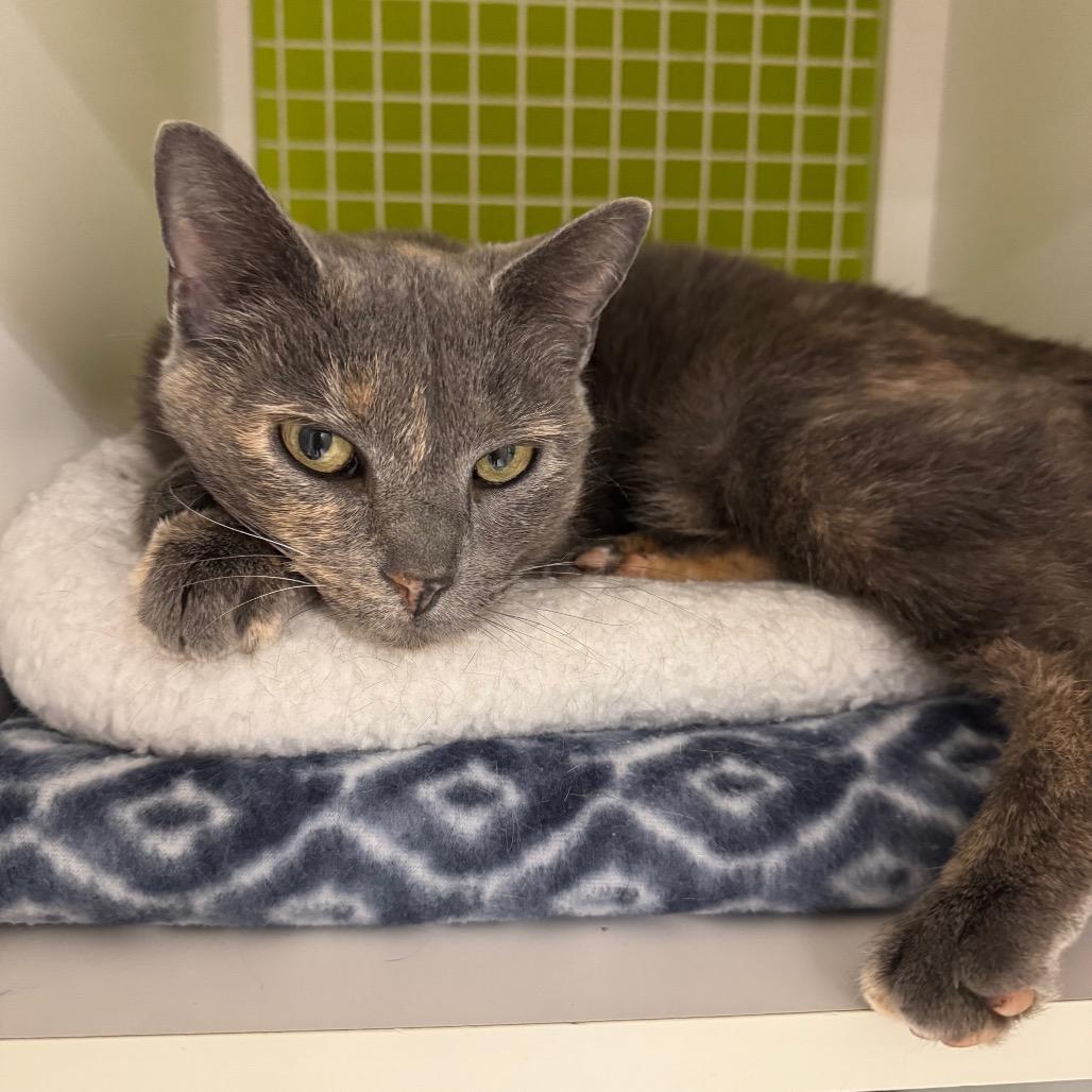 Enlarge Belize, a Adoptable Domestic Short Hair in La Grange, KY image 2/5