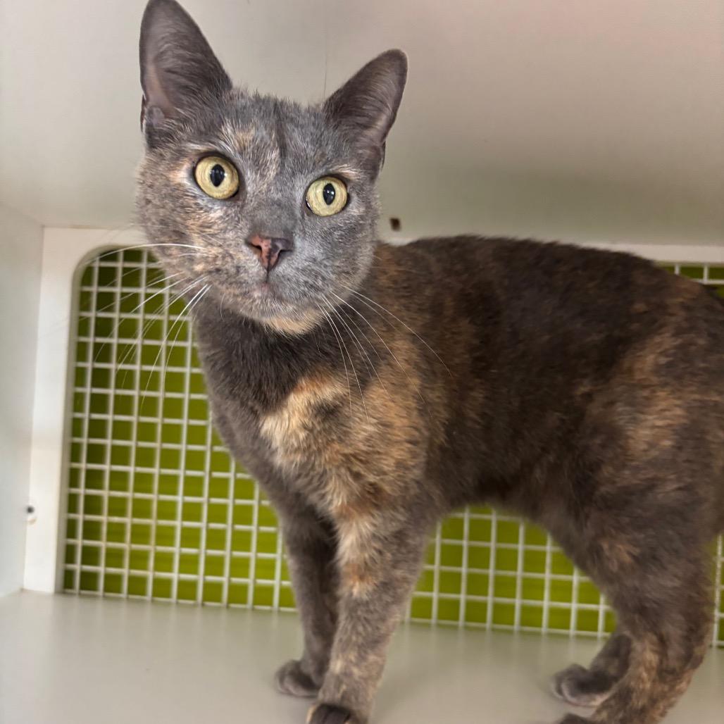 Enlarge Belize, a Adoptable Domestic Short Hair in La Grange, KY image 3/5