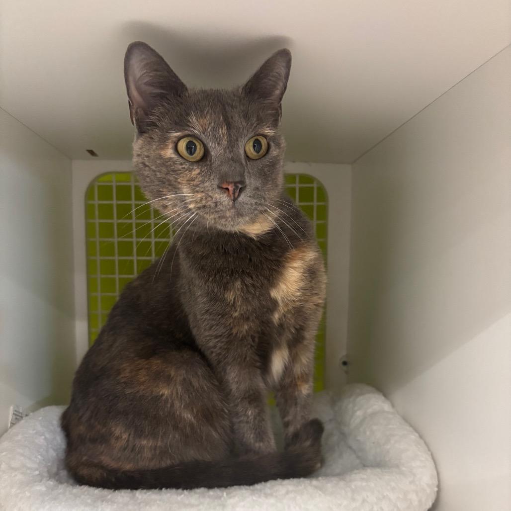 Enlarge Belize, a Adoptable Domestic Short Hair in La Grange, KY image 4/5