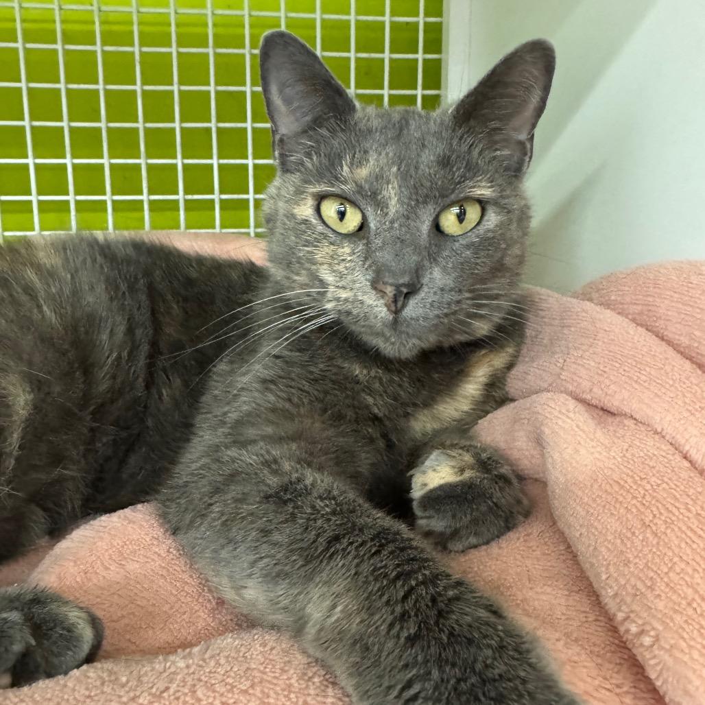 Enlarge Belize, a Adoptable Domestic Short Hair in La Grange, KY image 5/5