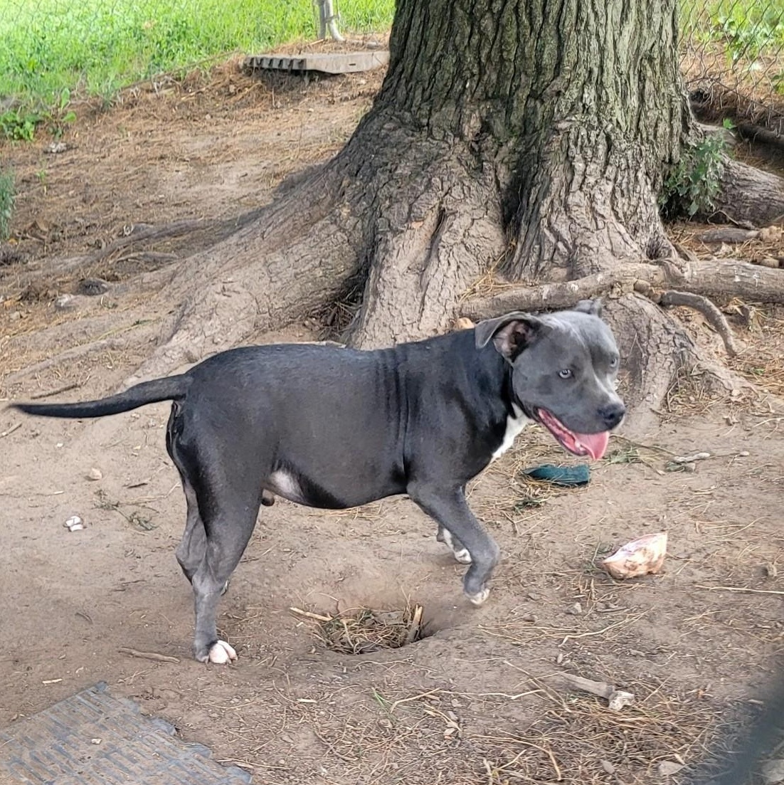 Dexter, Adoptable, Young Male Pit Bull Terrier.