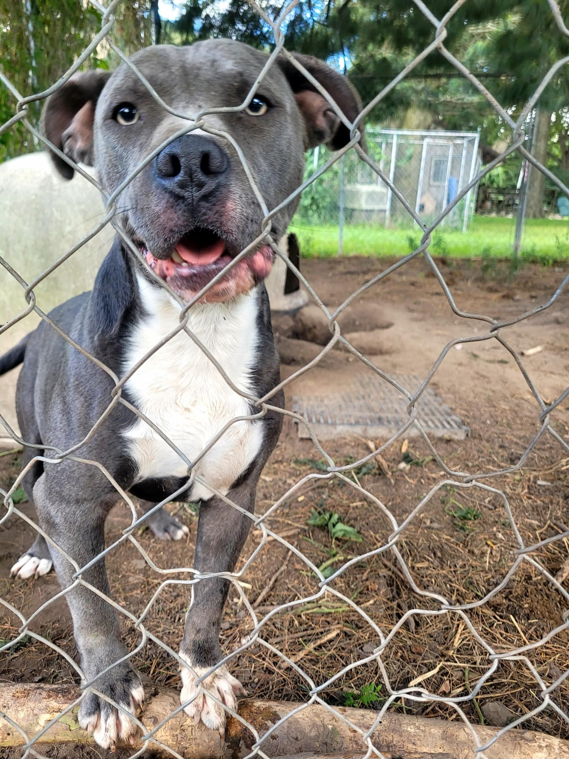 Dexter, a Adoptable mixed breed in Clarion, IA image 2/4