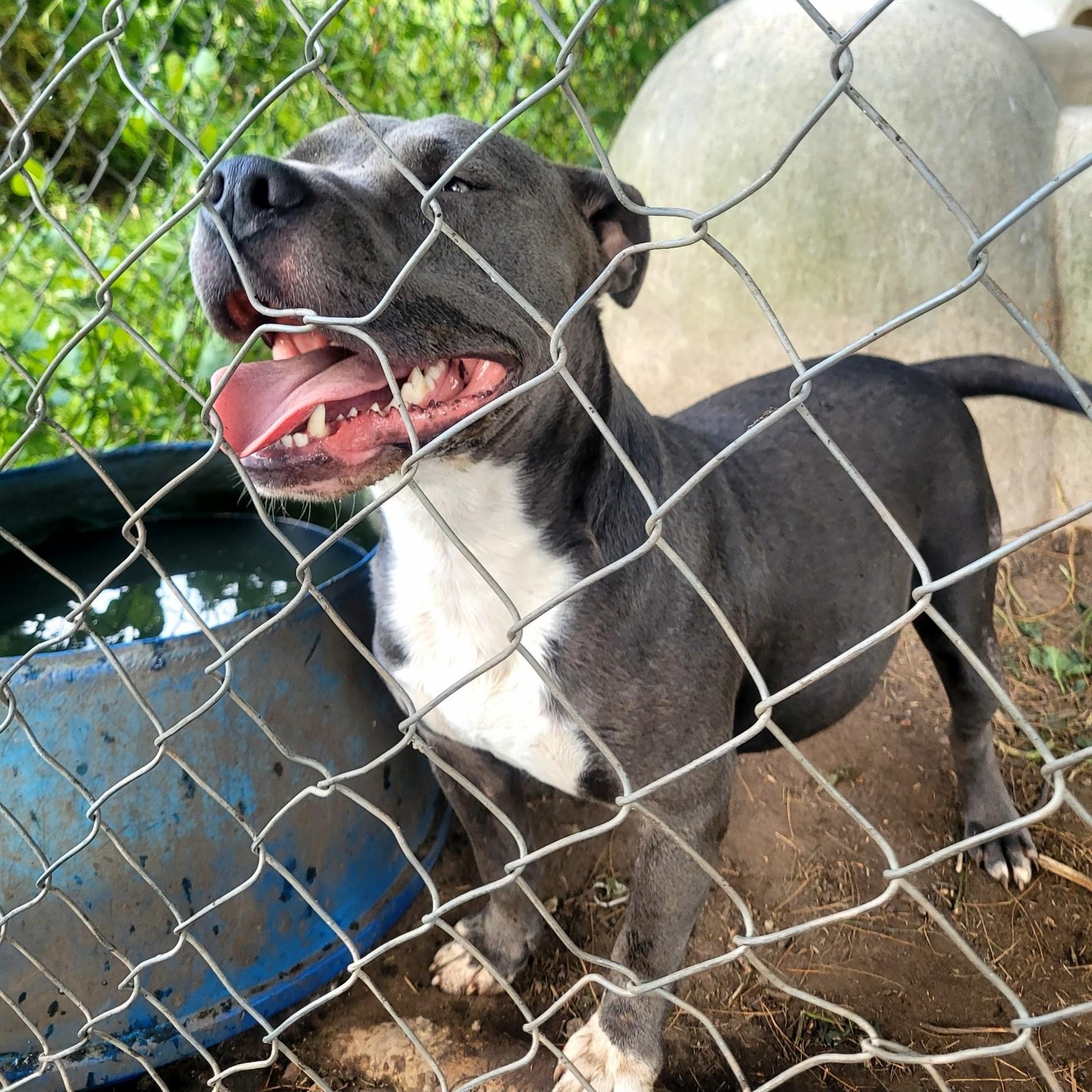 Dexter, a Adoptable mixed breed in Clarion, IA image 3/4