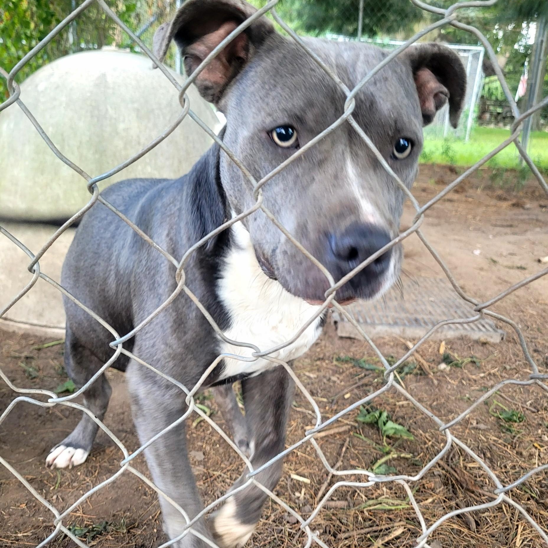 Dexter, a Adoptable mixed breed in Clarion, IA image 4/4