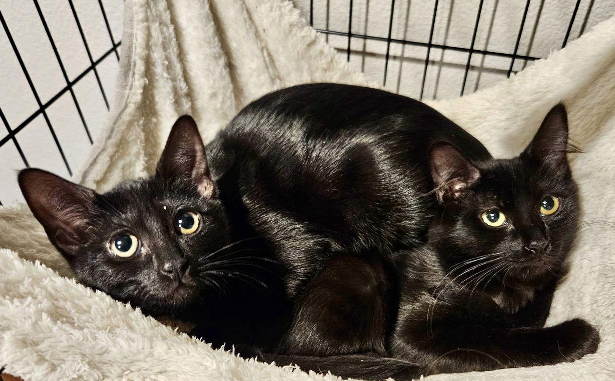 Charlotte and Coalette, a Adopted Domestic Short Hair in Antioch, CA image 1/2