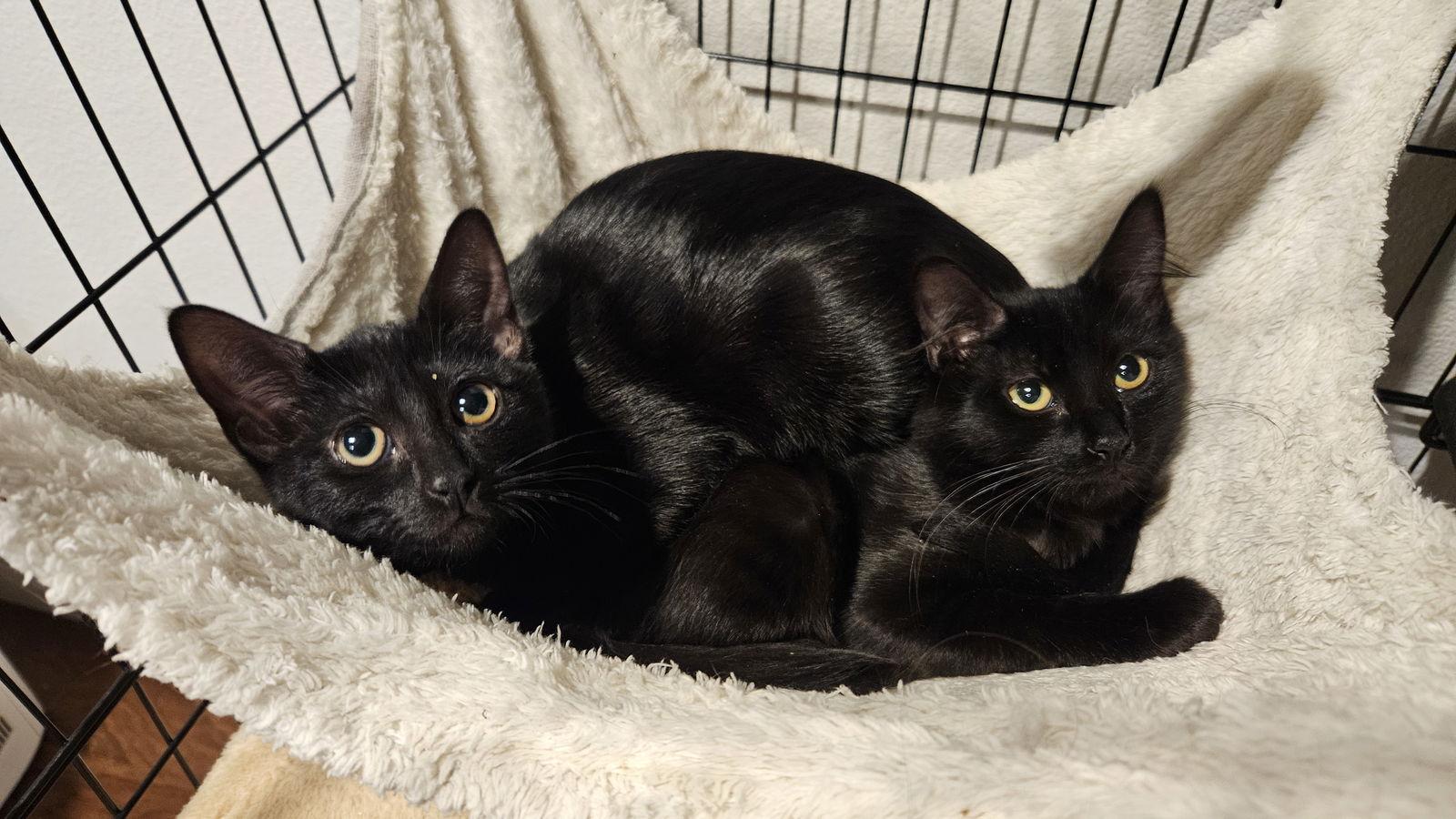 Charlotte and Coalette, a Adopted Domestic Short Hair in Antioch, CA image 2/2