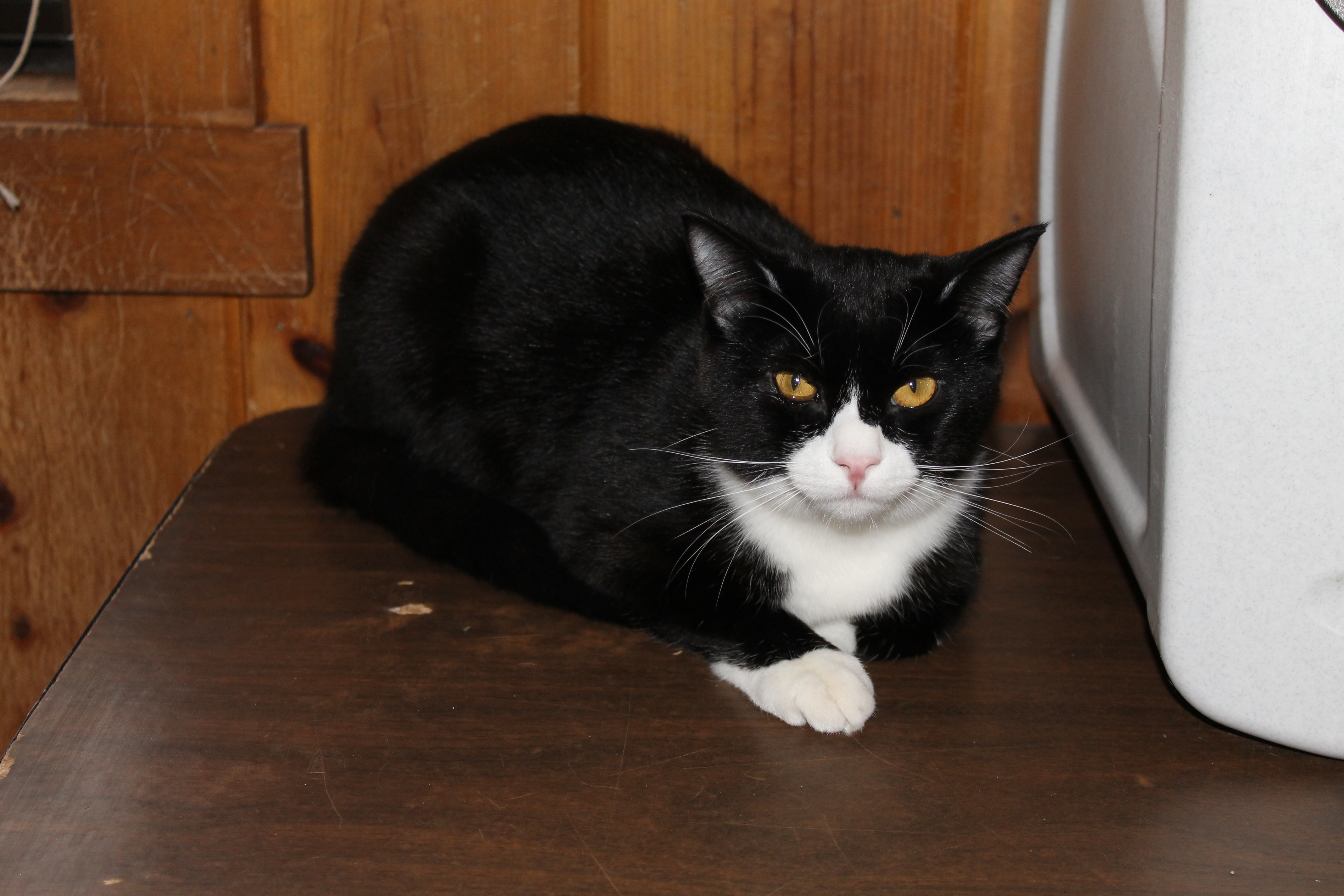 Enlarge Mushu, a Adoptable mixed breed in Mountain Center, CA image 1/2