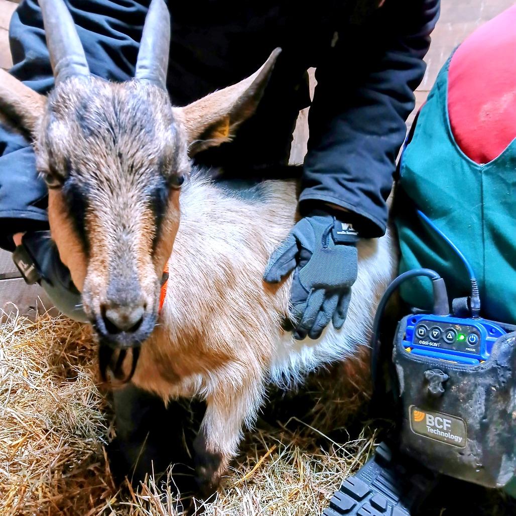 Branson, Adoptable, Adult Male Goat & Goat.