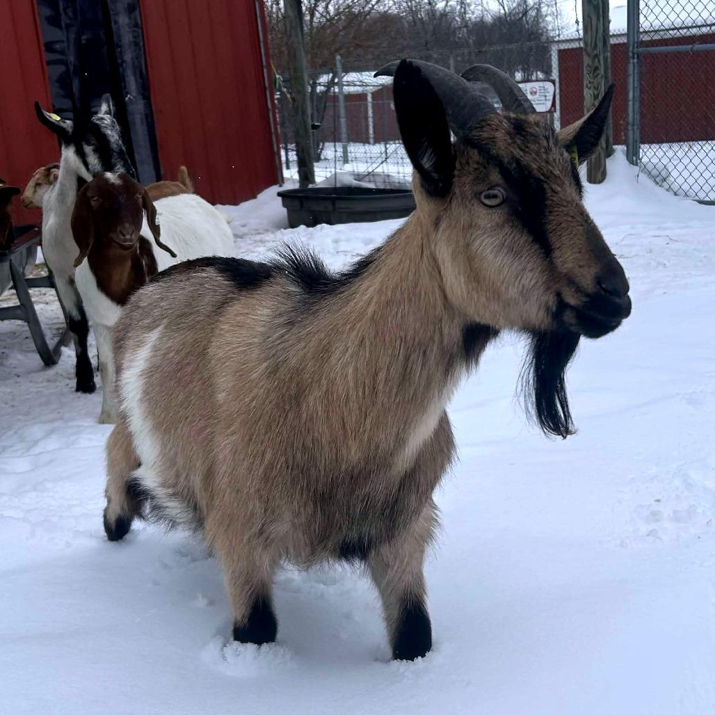 Enlarge Branson, a Adoptable mixed breed in Fairport, NY image 2/6