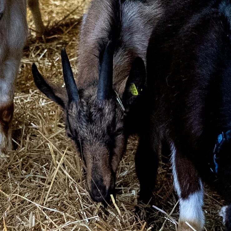 Enlarge Branson, a Adoptable mixed breed in Fairport, NY image 3/6