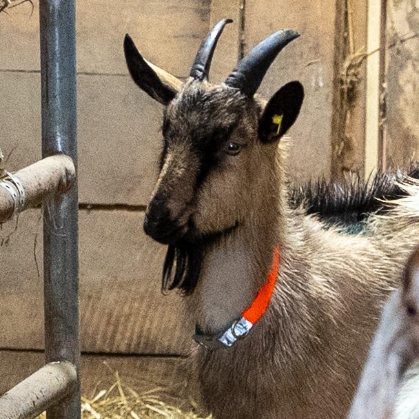 Enlarge Branson, a Adoptable mixed breed in Fairport, NY image 4/6