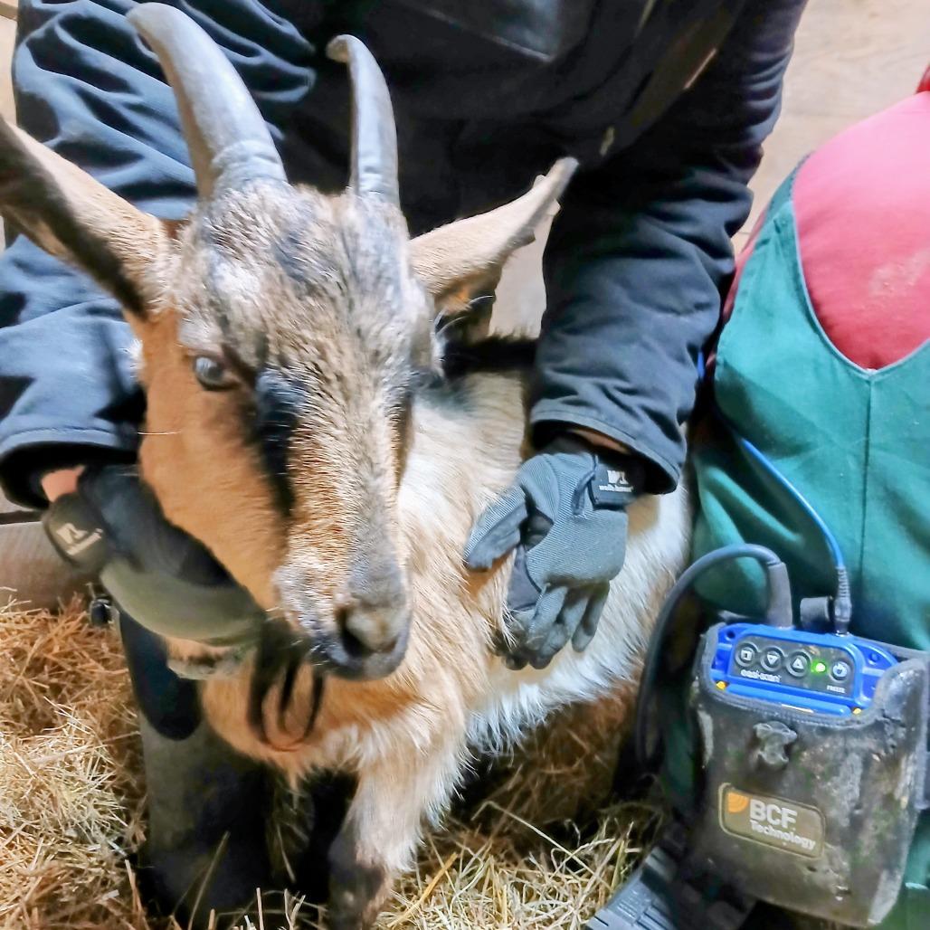 Enlarge Branson, a Adoptable mixed breed in Fairport, NY image 5/6