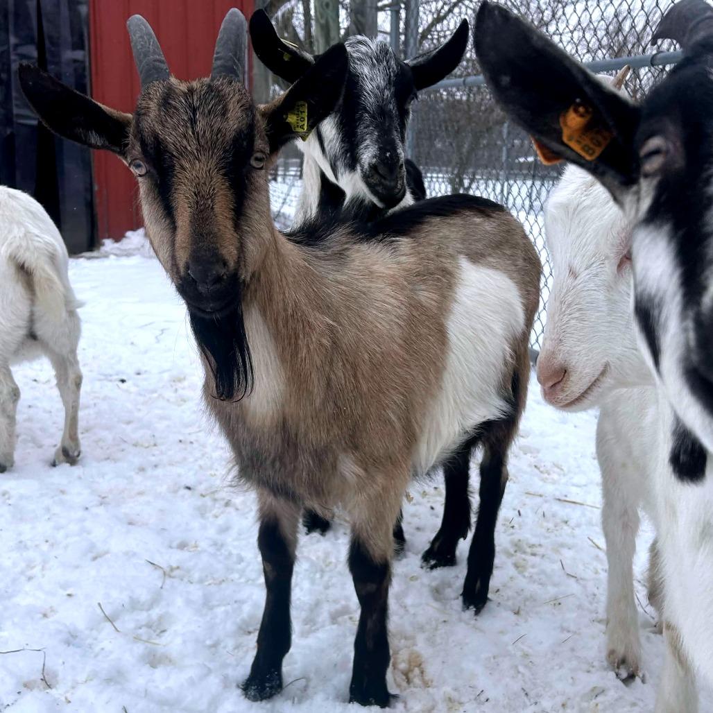 Enlarge Branson, a Adoptable mixed breed in Fairport, NY image 6/6