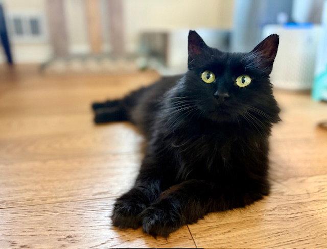 Calista, a Adoptable Domestic Medium Hair in Reston, VA image 1/3