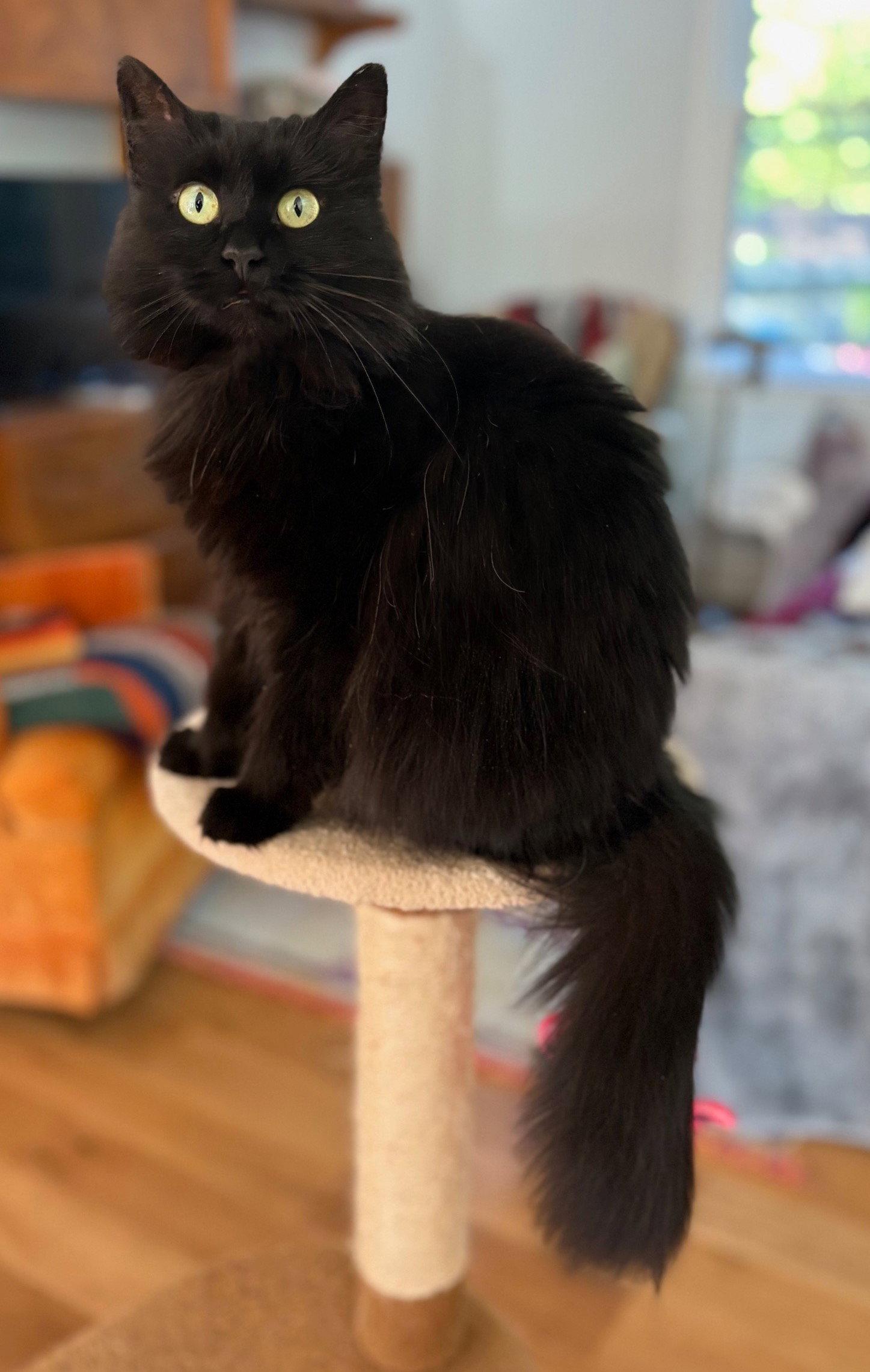 Calista, a Adoptable Domestic Medium Hair in Reston, VA image 2/3