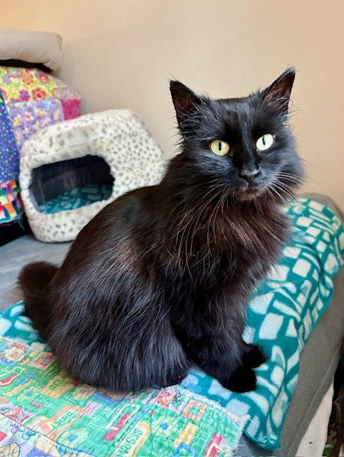 Calista, a Adoptable Domestic Medium Hair in Reston, VA image 3/3
