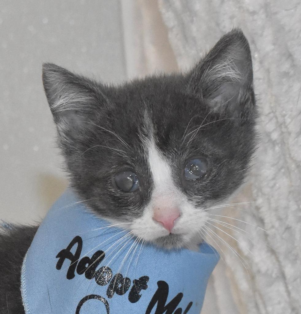 Spicy, a Adoptable mixed breed in Springfield, OH image 2/3