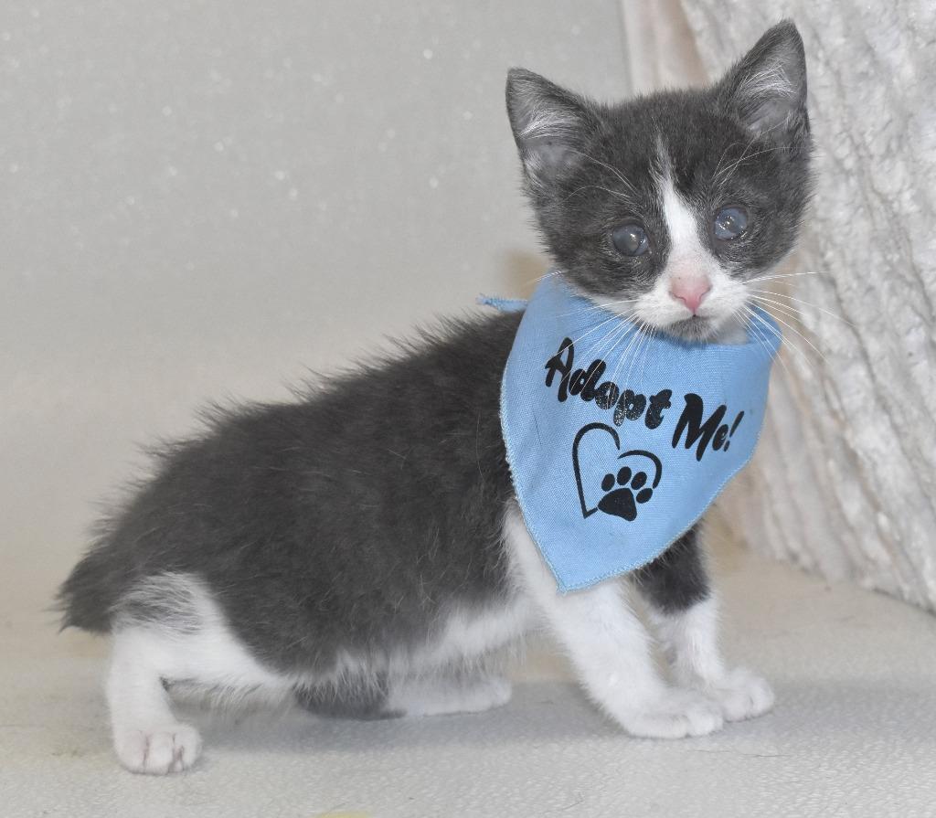 Spicy, a Adoptable mixed breed in Springfield, OH image 3/3
