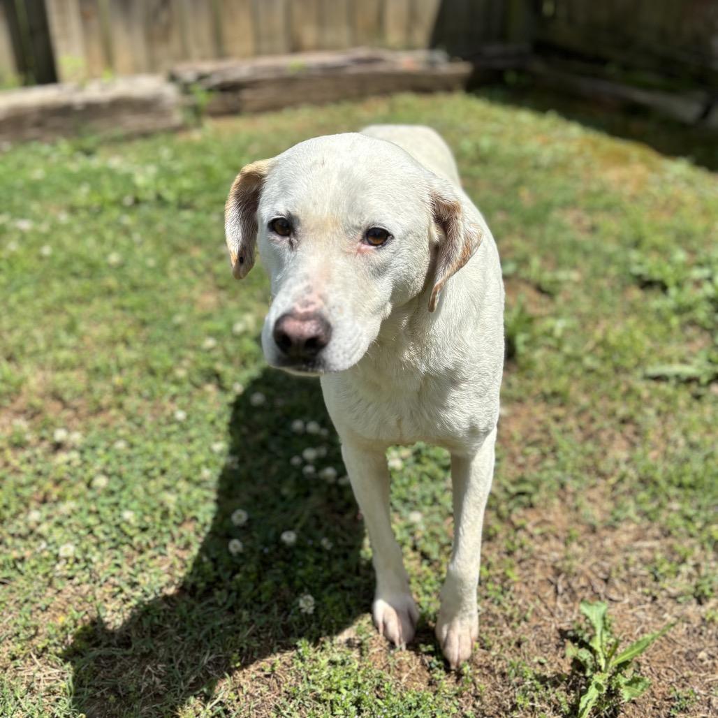 Enlarge Snowball, a Adoptable mixed breed in Starkville, MS image 1/5