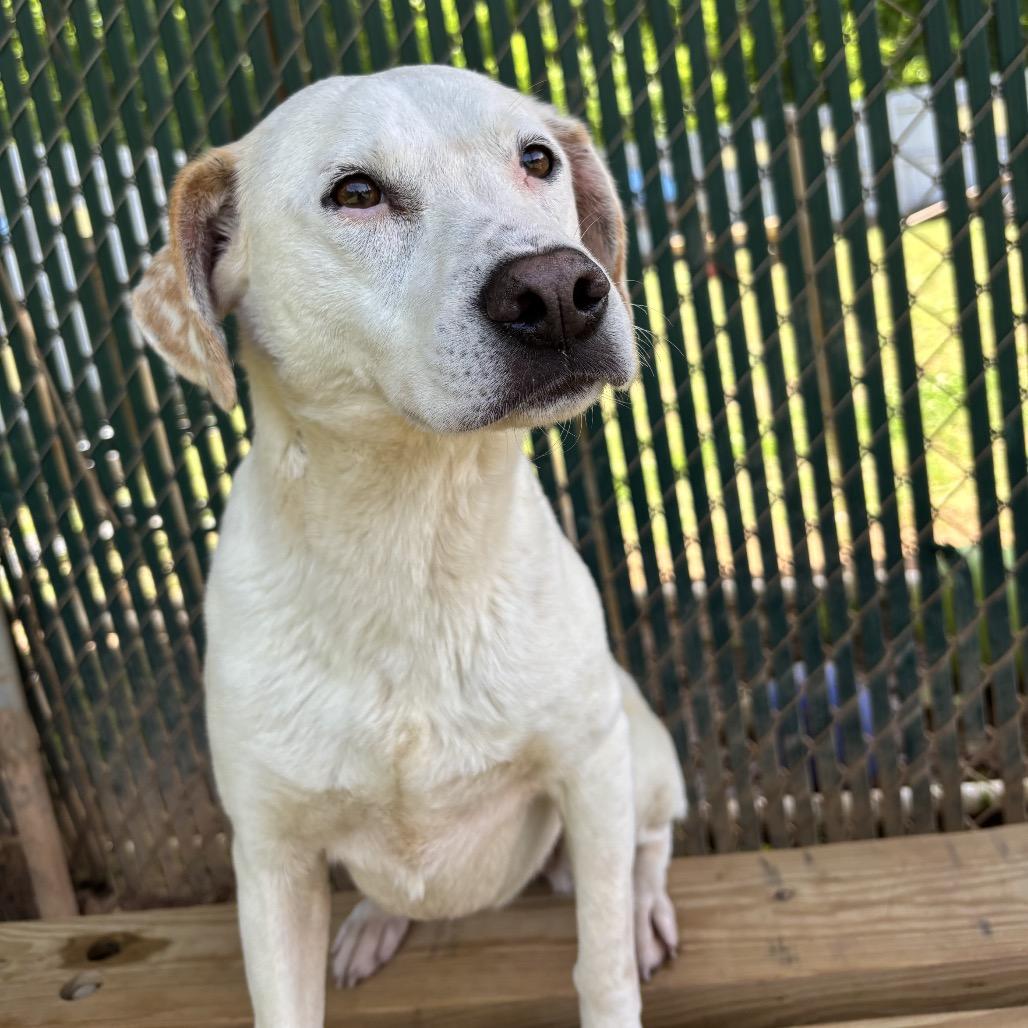 Enlarge Snowball, a Adoptable mixed breed in Starkville, MS image 2/5