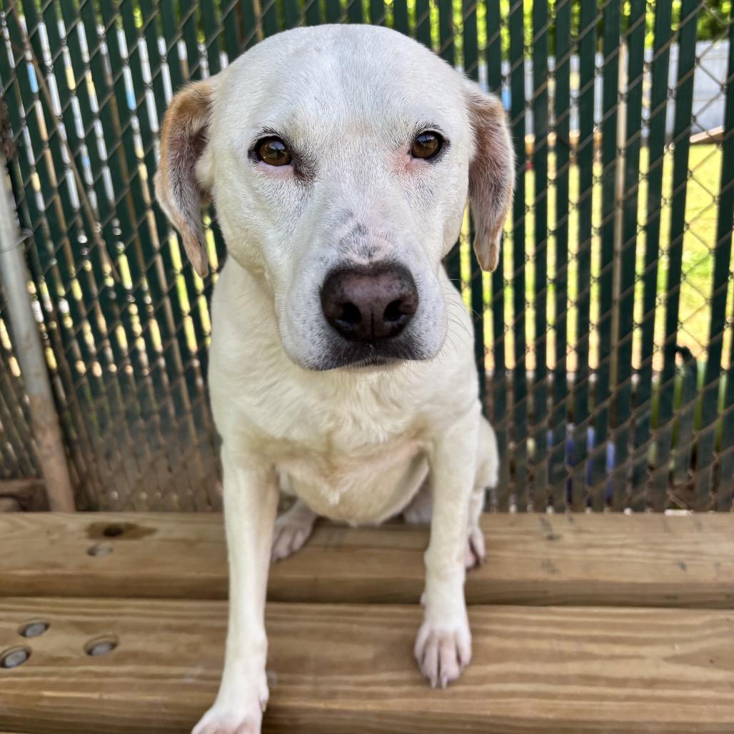 Enlarge Snowball, a Adoptable mixed breed in Starkville, MS image 3/5