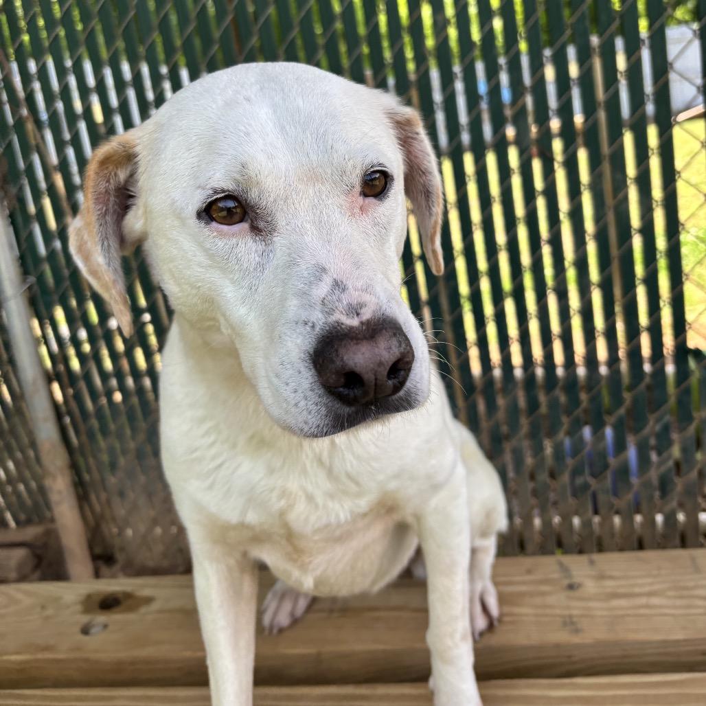 Enlarge Snowball, a Adoptable mixed breed in Starkville, MS image 4/5