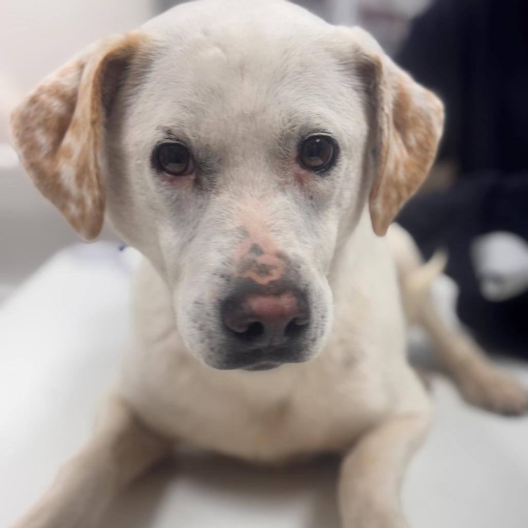 Enlarge Snowball, a Adoptable mixed breed in Starkville, MS image 5/5