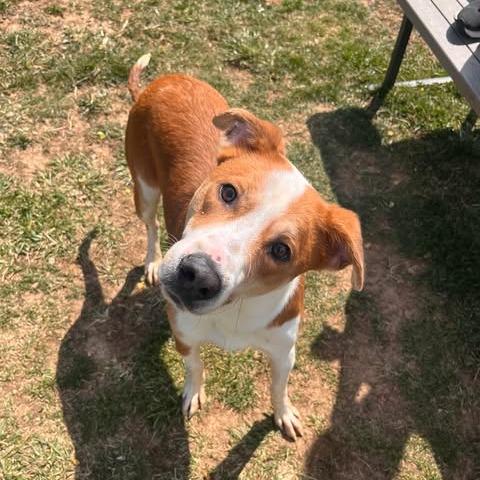 Enlarge Domingo, a Adoptable mixed breed in Fairfax Station, VA image 1/6