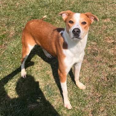 Enlarge Domingo, a Adoptable mixed breed in Fairfax Station, VA image 2/6