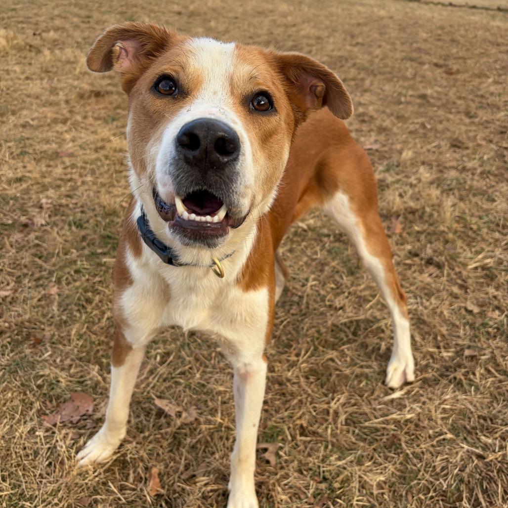 Enlarge Domingo, a Adoptable mixed breed in Fairfax Station, VA image 3/6