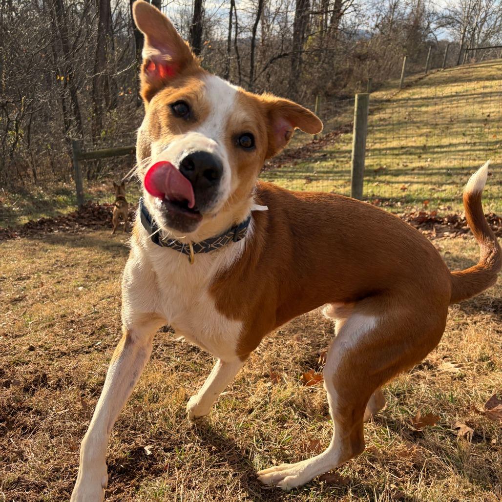 Enlarge Domingo, a Adoptable mixed breed in Fairfax Station, VA image 4/6