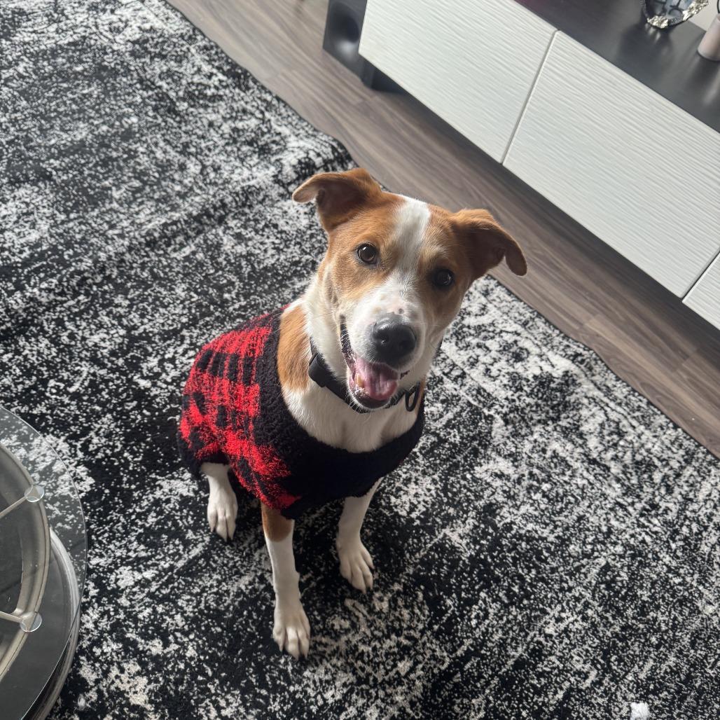 Domingo — thumbnail 6