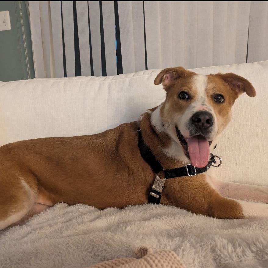 Enlarge Domingo, a Adoptable mixed breed in Fairfax Station, VA image 6/6