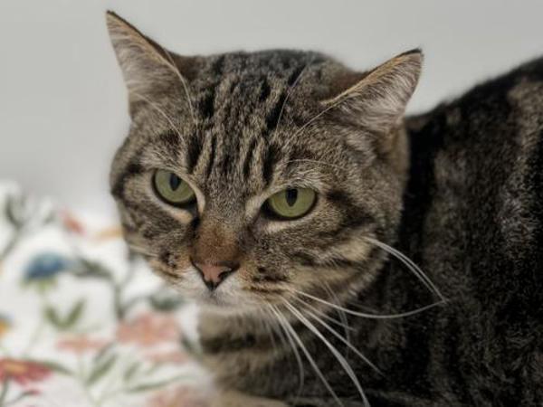 Enlarge Eden, a Adoptable mixed breed in Portland, OR image 2/2