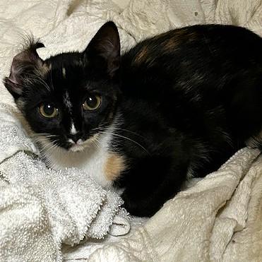 Enlarge Chloe, an adopted Domestic Short Hair in Smithfield, NC image 3/4
