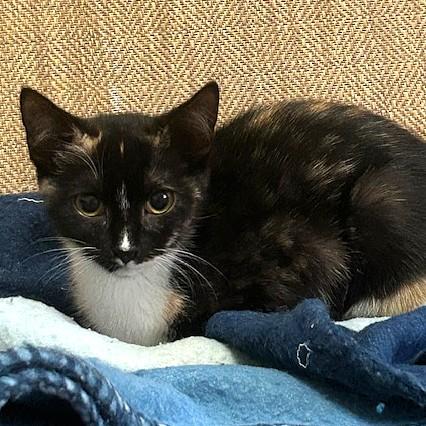 Chloe, ADOPTABLE, Kitten Female Domestic Short Hair.