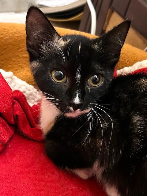 Enlarge Chloe, an adopted Domestic Short Hair in Smithfield, NC image 2/4