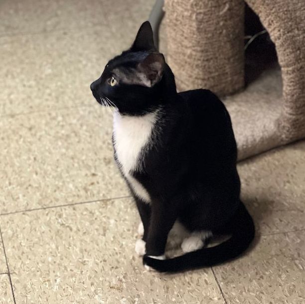 Enlarge Oreo, a Adoptable mixed breed in East Elmhurst, NY image 8/12