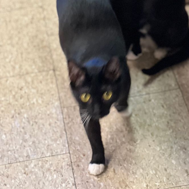 Enlarge Oreo, a Adoptable mixed breed in East Elmhurst, NY image 9/12