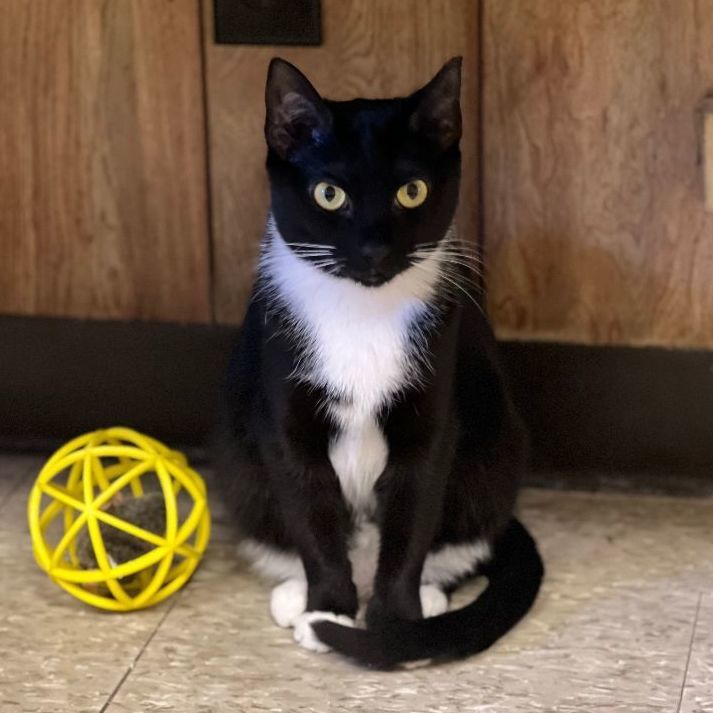 Enlarge Oreo, a Adoptable mixed breed in East Elmhurst, NY image 10/12