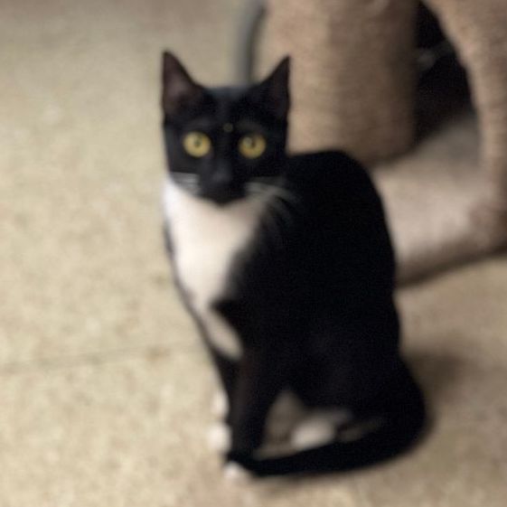 Enlarge Oreo, a Adoptable mixed breed in East Elmhurst, NY image 11/12