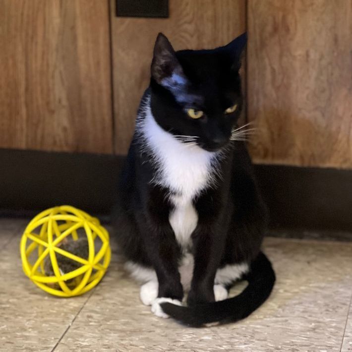 Enlarge Oreo, a Adoptable mixed breed in East Elmhurst, NY image 12/12