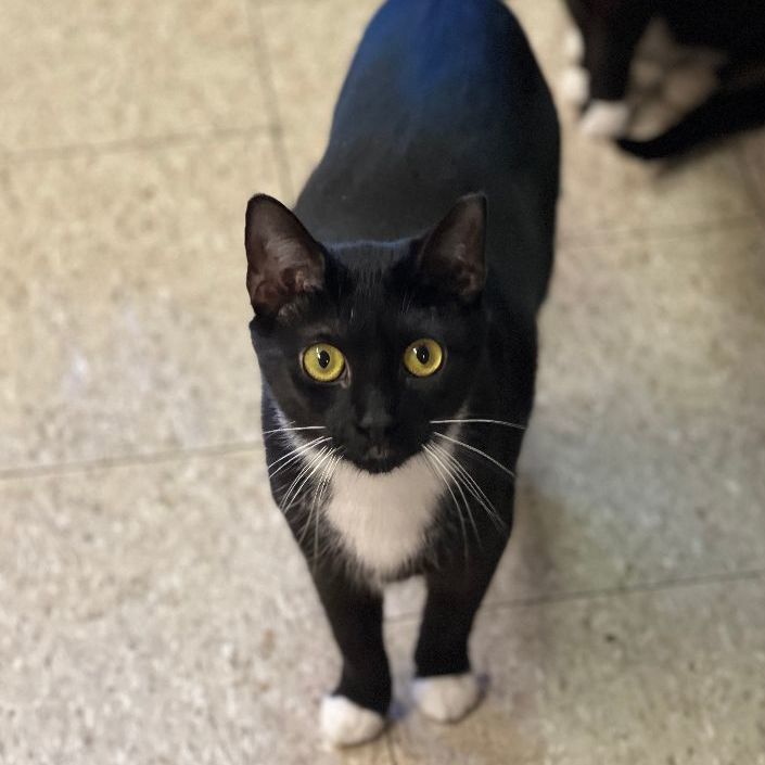 Oreo, Adoptable, Young Female Domestic Short Hair.