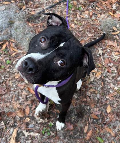Mike, Adoptable, Adult Male Pit Bull Terrier & Mixed Breed.