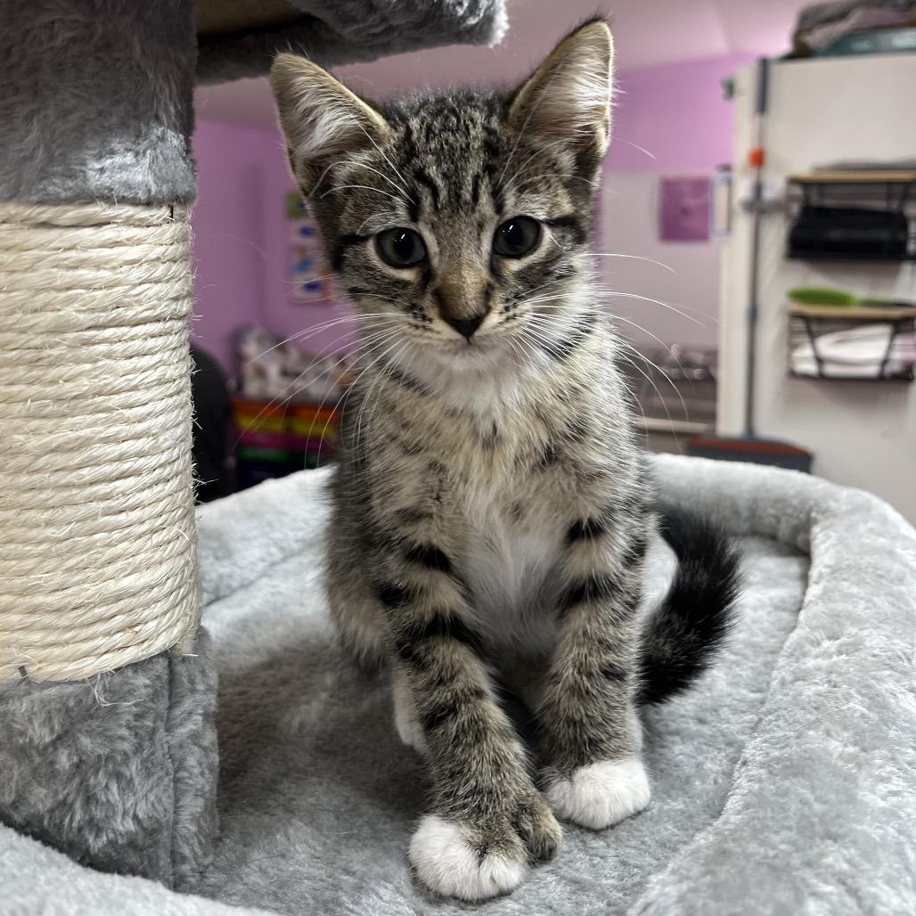 Alexander Hamilton, Adoptable, Kitten Male Domestic Short Hair.