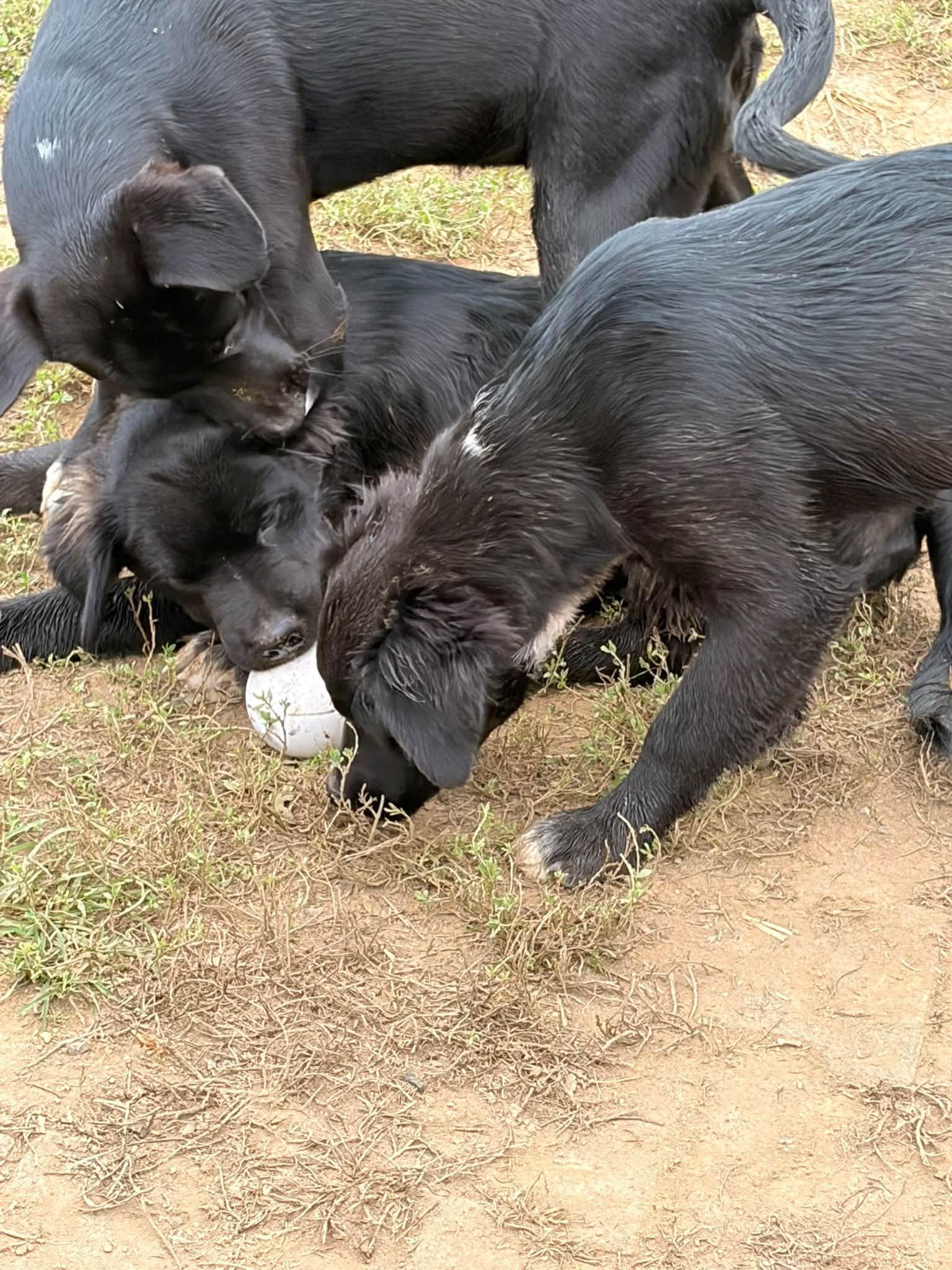 Lab Mix Pups Boys, Adoptable, Puppy Male Labrador Retriever.