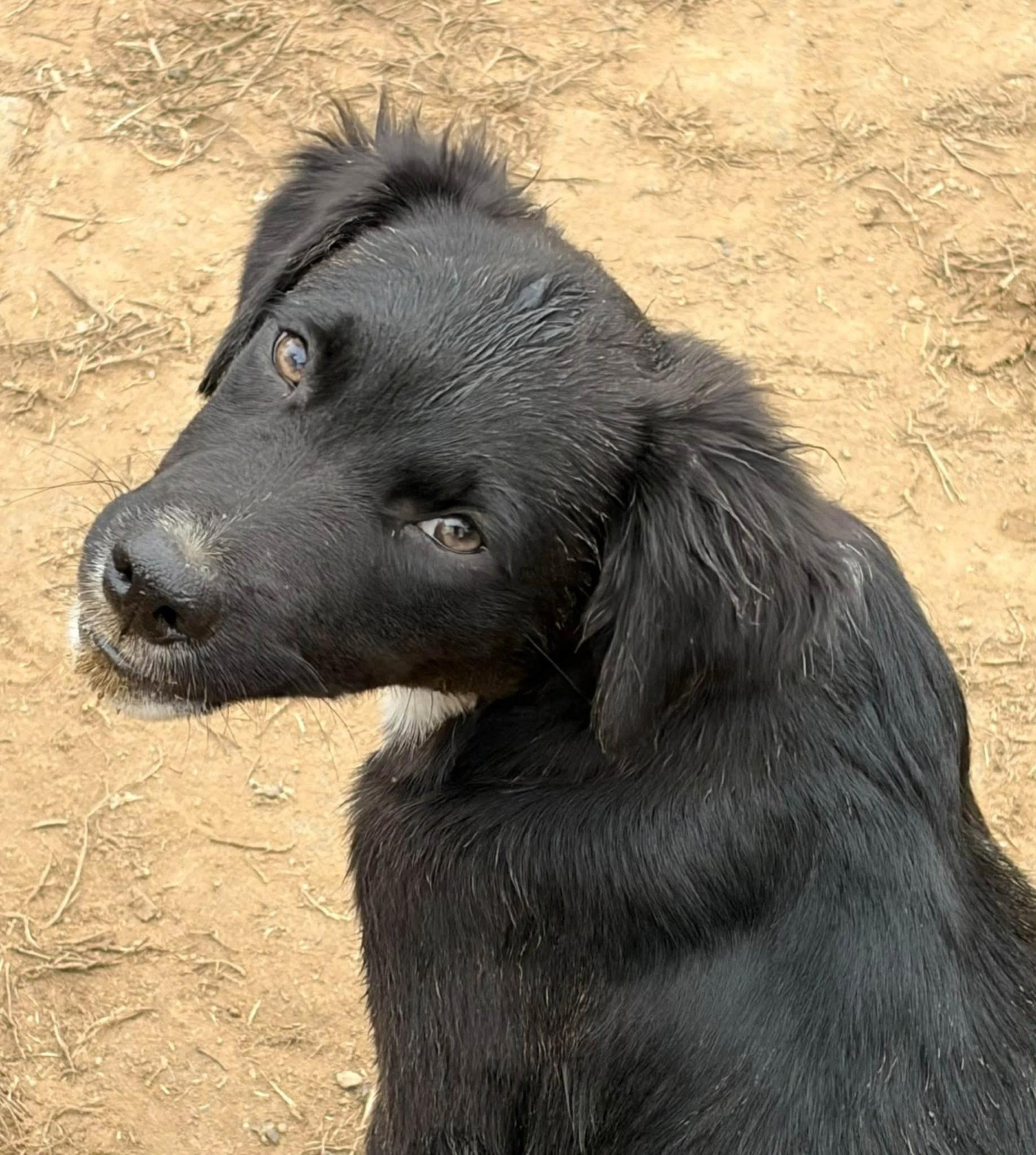 Enlarge Lab Mix Pups Boys, a Adoptable Labrador Retriever in Coatesville, PA image 2/3
