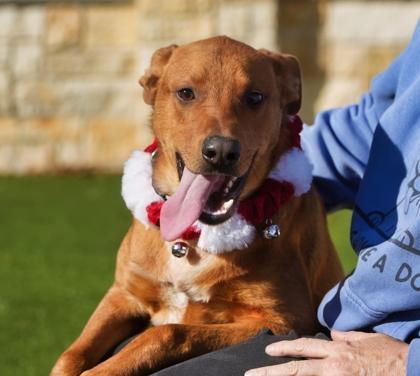 Enlarge Guac, a Adoptable mixed breed in North Richland Hills, TX image 1/3